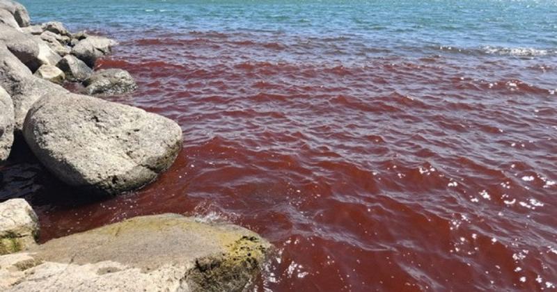 Біблійське Галілейське море набуло яскраво-червоного відтінку: які можуть бути причини цього явища?