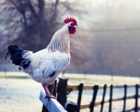 На що звертати увагу під час спілкування, щоб ваші бажання реалізувались: знаки дня.