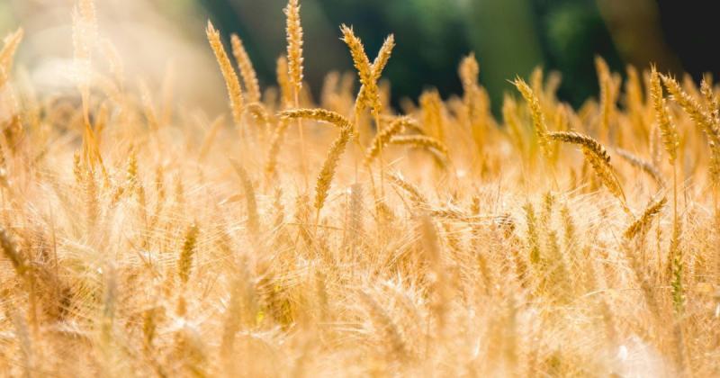 Журналіст Axios повідомляє, що Україна звернула увагу Ізраїлю на можливу дипломатичну кризу, пов'язану з викраденим зерном.